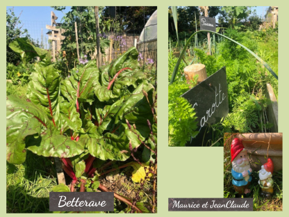 Betterave, Carotte, Poireau nain