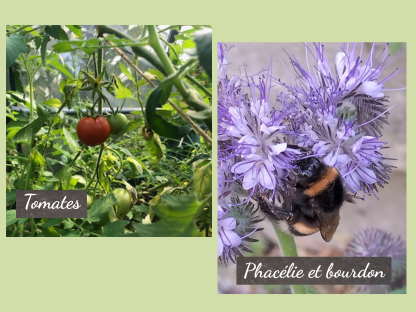 tomate phacelie bourdon